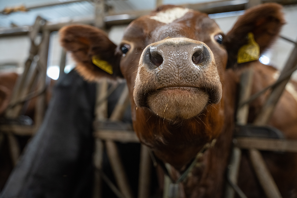 duett-regnskapskontor-jordbruksfradrag-landbruksregnskap-årsoppgjør